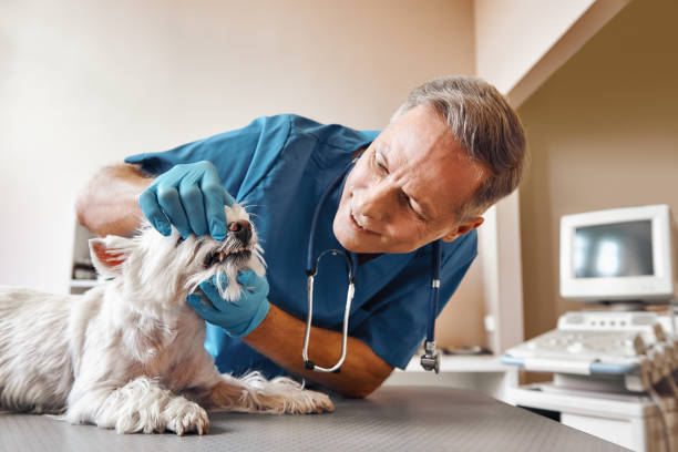Best Emergency Root Canal Treatment in Alburtis, PA